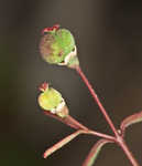 Coastal sand spurge